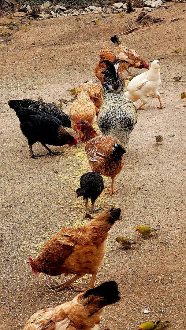 galeria-terras-santa-ynes- (8)